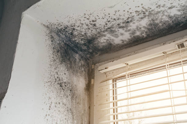 Trusted Black Mold Removal service in Lexington, TN - Cheap Mold Removal